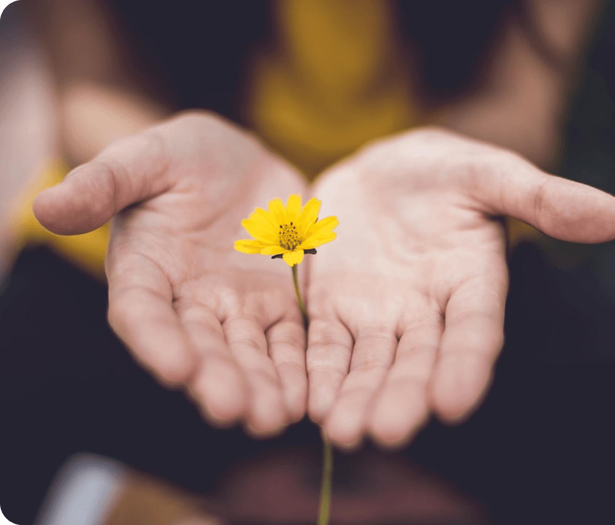 Hands holding a flower